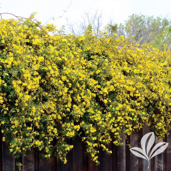 Gelsemium Gelsemium sempervirens Carolina Jessamine from Greenleaf Nursery
