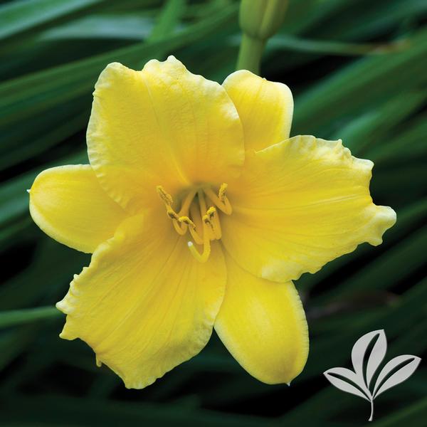 Hemerocallis Hemerocallis 'Stella de Oro' Stella de Oro Daylily from