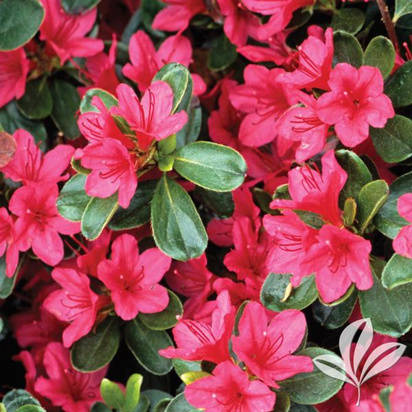 az Rhododendron Rhododendron girard x 'Rose' Rose Girard Azalea from