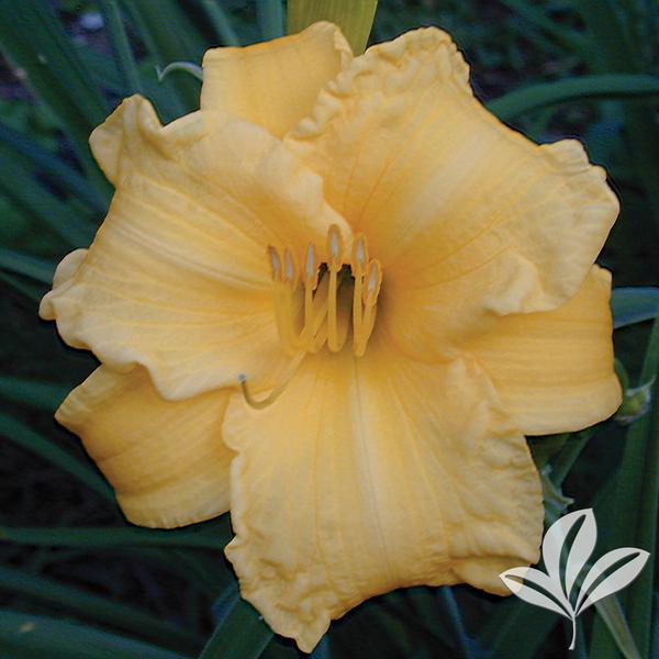 Hemerocallis Hemerocallis 'Sunny Honey' Sunny Honey Daylily from