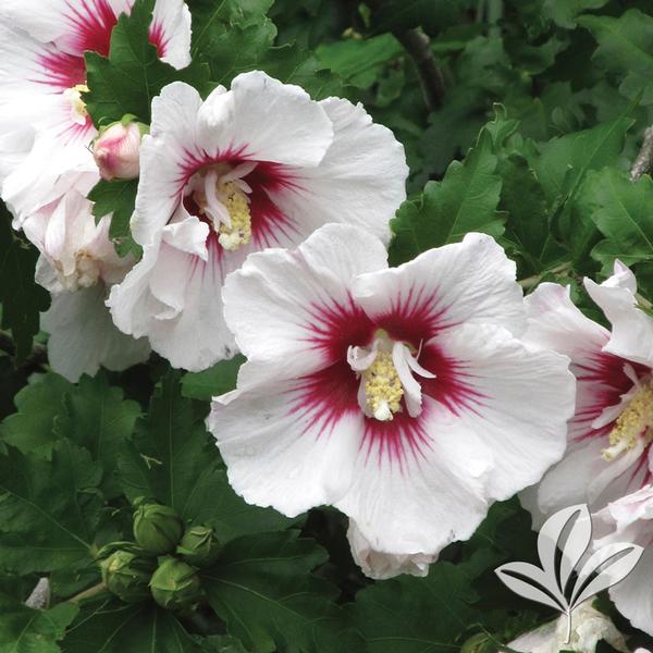 Hibiscus Hibiscus syriacus 'Helene' Helene Althea from Greenleaf Nursery