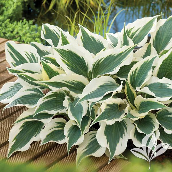 Hosta Hosta 'Wide Brim' Wide Brim Hosta from Greenleaf Nursery