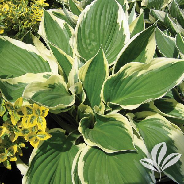 Hosta Hosta 'Patriot' Patriot Hosta from Greenleaf Nursery