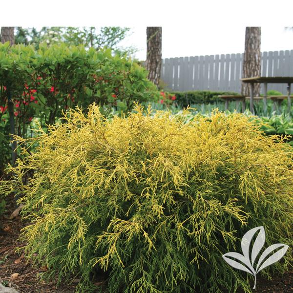 Chamaecyparis pisifera filifera 'King's Gold' KING'S GOLD FALSECYPRESS