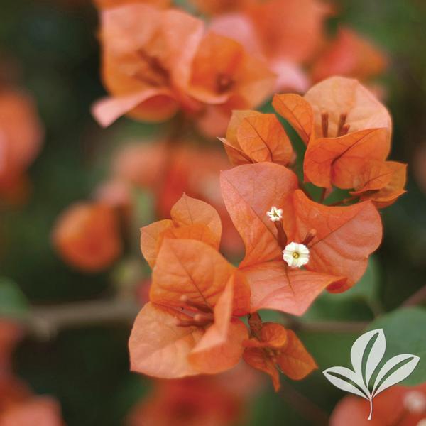 Bougainvillea Bougainvillea 'Sundown Orange' Sundown Orange