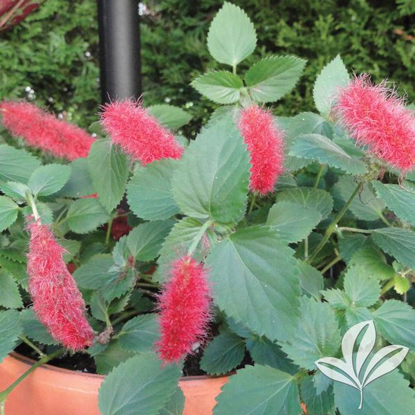 Acalypha Acalypha 'Summer Love' SUMMER LOVE DWARF CHENILLE PLANT from