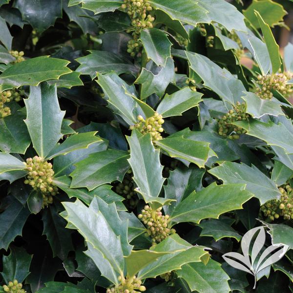 Ilex Ilex x 'Magland' OAKLAND(TM) RED HOLLY PP14417 from Greenleaf Nursery