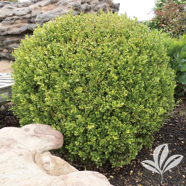 Buxus Buxus microphylla 'PEERGOLD' Golden Dream Boxwood from Greenleaf