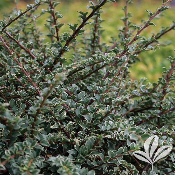 Cotoneaster Cotoneaster horizontalis 'Variegatus' Northern Borders