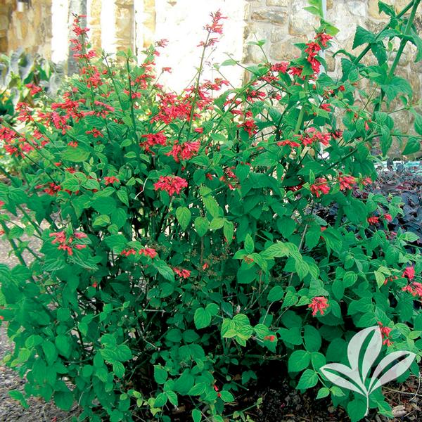 Russelia Russelia sarmentosa Red Rocket Firecracker Plant from