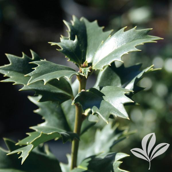 Ilex Ilex x 'Magiana' Acadiana™ Red Holly from Greenleaf Nursery