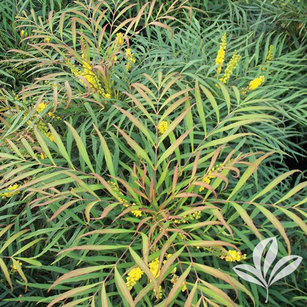 Mahonia Mahonia eurybracteata 'Soft Caress' Soft Caress Mahonia from