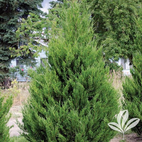 Juniperus chinensis 'Spartan' SPARTAN JUNIPER from Greenleaf Nursery