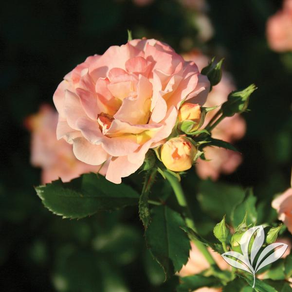 Rosa Rosa 'Meiggili' Peach Drift® Rose from Greenleaf Nursery