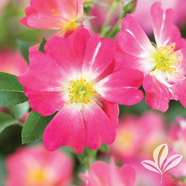 Rosa Rosa 'Meijocos' Pink Drift® Rose from Greenleaf Nursery