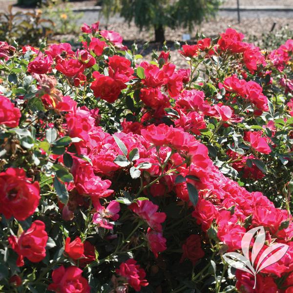 Rosa Rosa 'Meigalpio' RED DRIFT(R) ROSE PP17877 from Greenleaf Nursery
