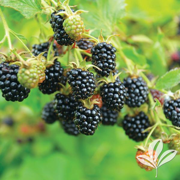Rubus Rubus 'Ouachita' Ouachita Blackberry from Greenleaf Nursery