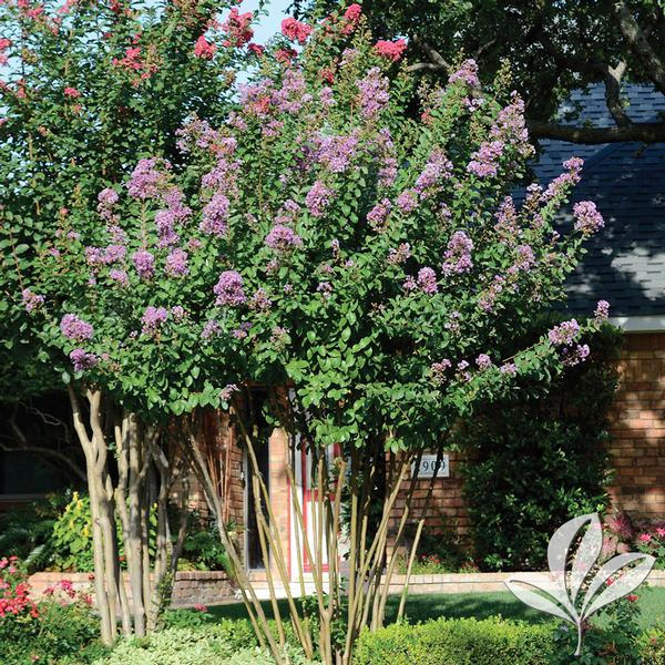 Lagerstroemia (Small) Lagerstroemia indica 'Royalty' Royalty Crapemyrtle from Greenleaf Nursery