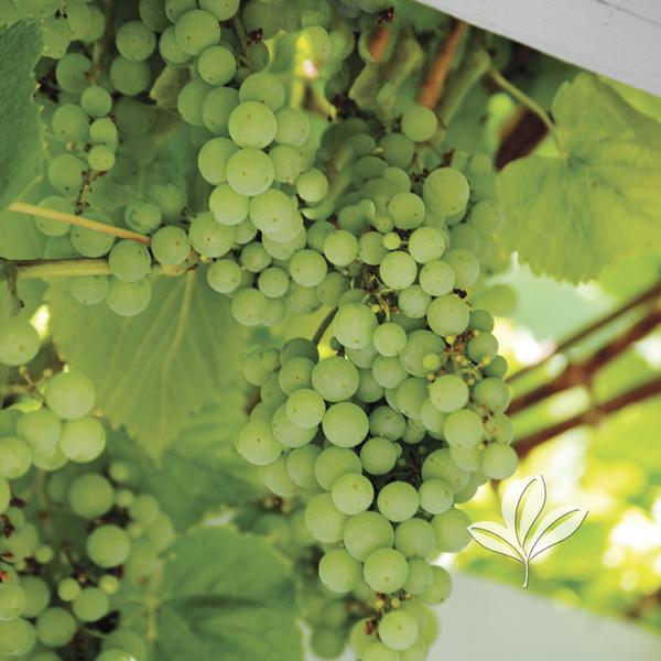 Vitis Vitis vinifera 'Thompson Seedless' Thompson Seedless Grape from