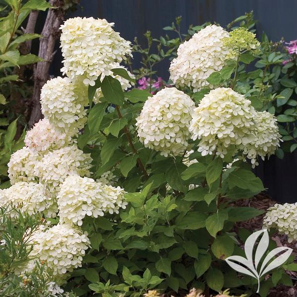 Hydrangea paniculata 'Jane' LITTLE LIME(R) HYDRANGEA PP22330 from