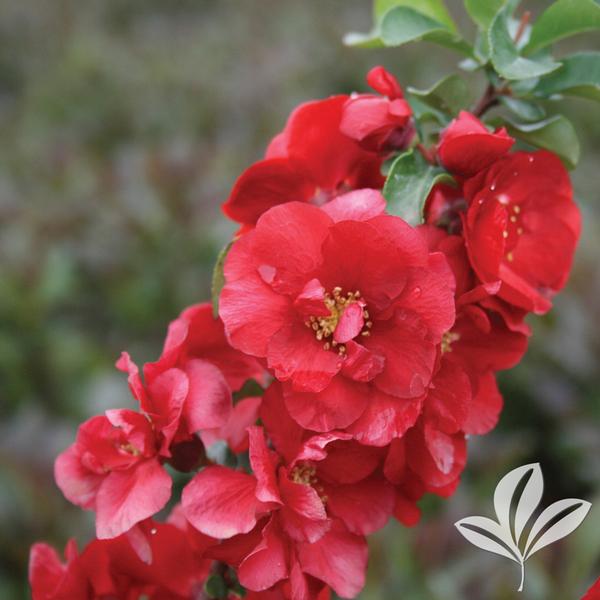 Chaenomeles Chaenomeles speciosa 'Scarlet Storm' Double Take Scarlet