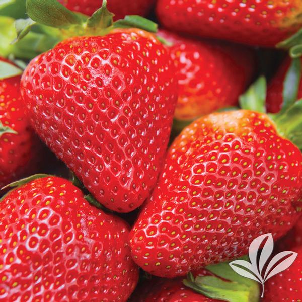 Fragaria Fragaria x ananassa 'Jewel' Jewel Strawberry from Greenleaf Nursery