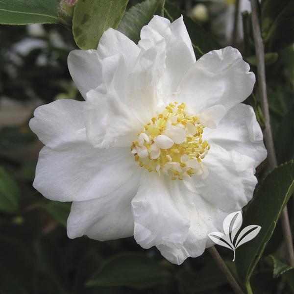 Camellia Camellia x 'Winter's Snowman' WINTER'S SNOWMAN CAMELLIA