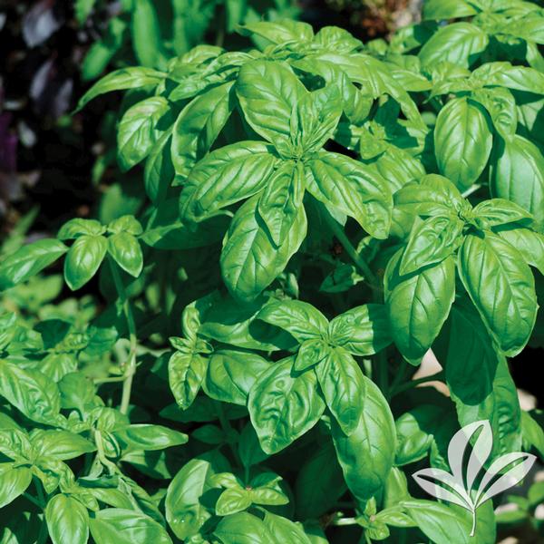 Ocimum Ocimum basilicum 'Italian' Large Leaf Italian Basil from