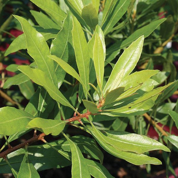 Myrica Myrica cerifera SOUTHERN WAXMYRTLE MULTI TRUNK TREE from