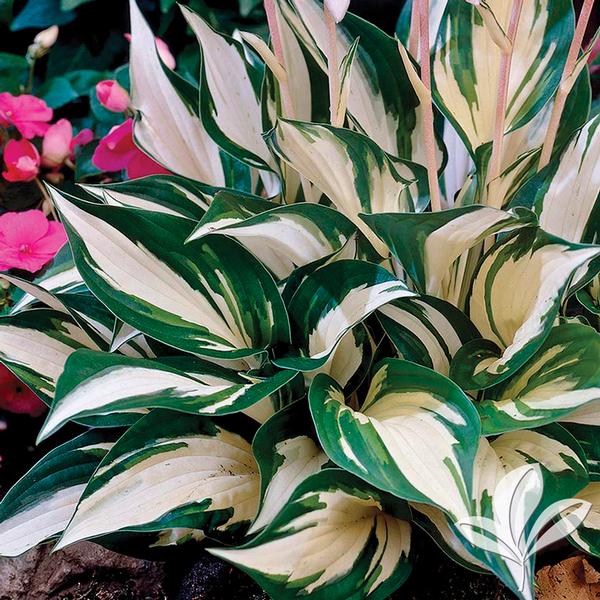 Hosta Hosta 'Fire and Ice' Fire and Ice Hosta from Greenleaf Nursery