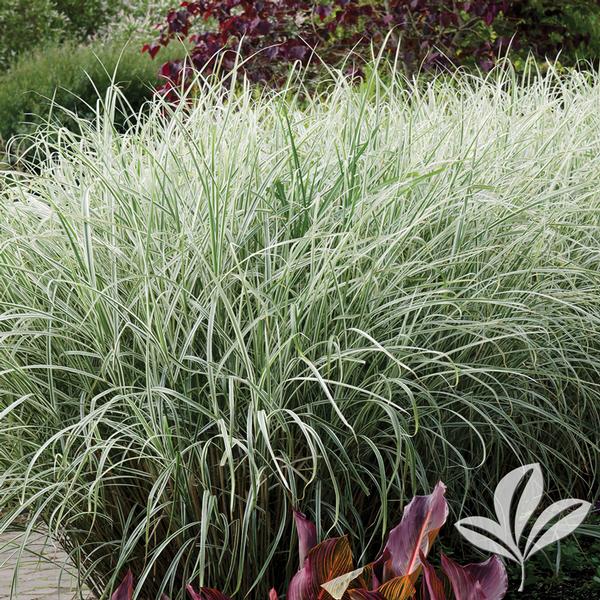 Miscanthus sinensis 'Variegatus' VARIEGATED JAPANESE SILVER GRASS from Greenleaf Nursery