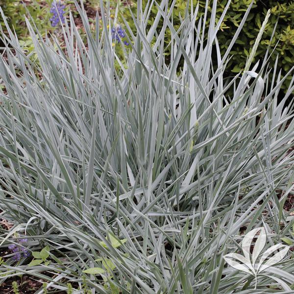 Leymus Leymus arenarius 'Blue Dune' BLUE DUNE LYME GRASS from Greenleaf