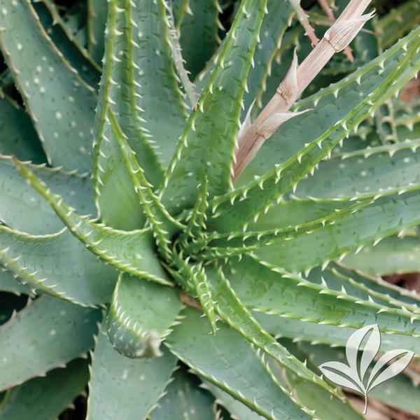 Aloe Aloe humilis Spider Aloe from Greenleaf Nursery