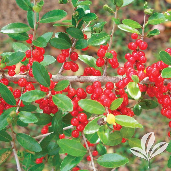 Ilex Ilex vomitoria 'Pride of Houston' PRIDE OF HOUSTON