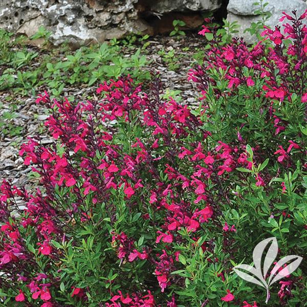 Salvia greggii 'Cherry Queen' CHERRY QUEEN AUTUMN SAGE from Greenleaf