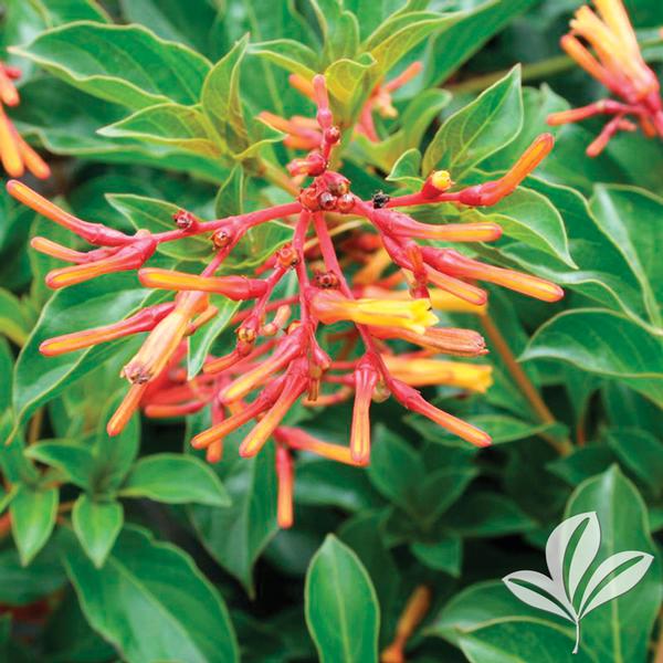 Hamelia Hamelia patens Compact Firebush from Greenleaf Nursery