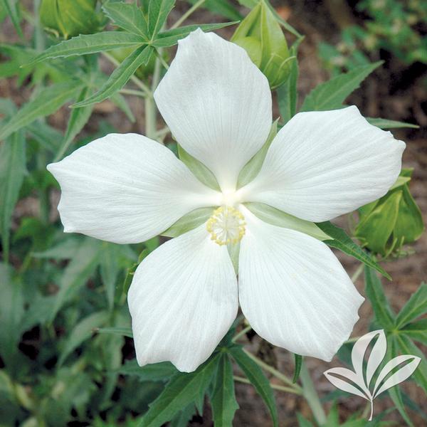 Hibiscus Hibiscus coccineus 'Alba' Texas White Star Hardy Hibiscus from