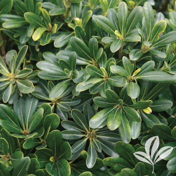 Pittosporum Pittosporum tobira 'Wheelers Dwarf' WHEELER'S DWARF