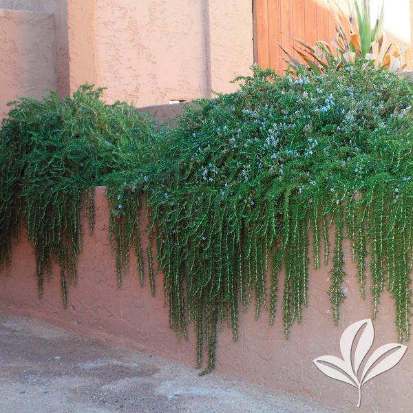 Rosmarinus Rosmarinus officinalis 'Huntington Carpet' Huntington Carpet