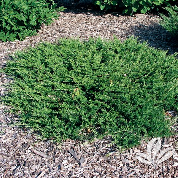 Juniperus sabina 'Buffalo' BUFFALO JUNIPER from Greenleaf Nursery