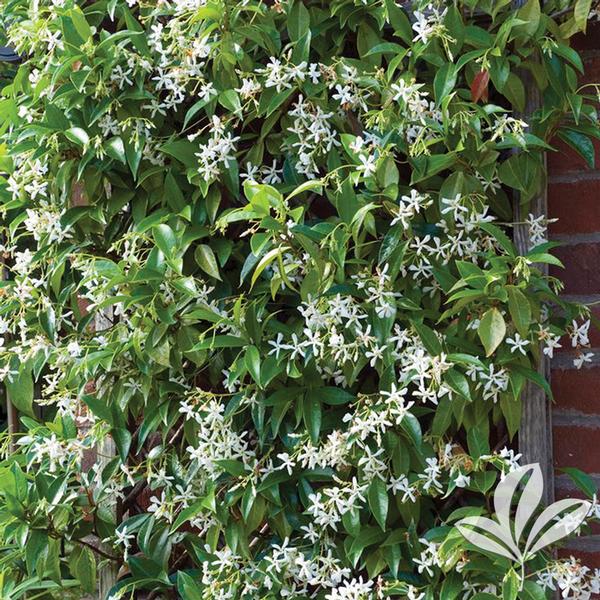 Are Star Jasmine Poisonous To Dogs