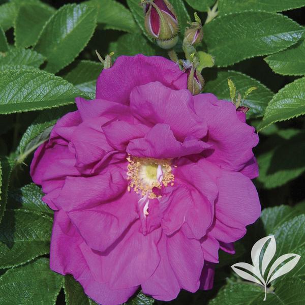 Rosa Rosa 'Rotesmeer' Purple Pavement Shrub Rose from Greenleaf Nursery