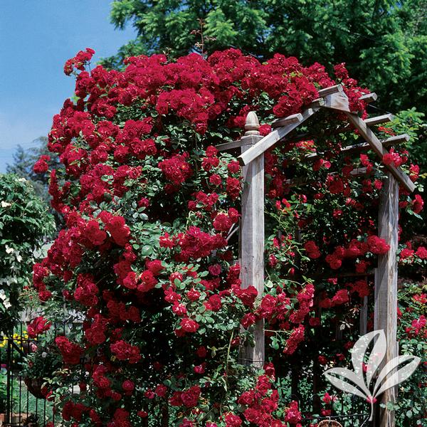 Rosa Rosa ',Blaze', BLAZE IMPROVED CLIMBING ROSE from Greenleaf Nursery