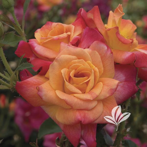 Rosa Rosa 'Joseph's Coat' JOSEPH'S COAT CLIMBING ROSE from Greenleaf Nursery