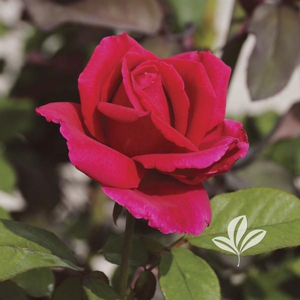 Rosa Rosa 'Mr. Lincoln' MR. LINCOLN HYBRID TEA ROSE from Greenleaf Nursery