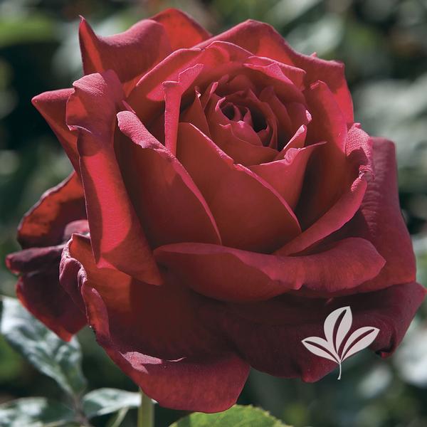 Rosa Rosa 'Oklahoma' OKLAHOMA HYBRID TEA ROSE from Greenleaf Nursery