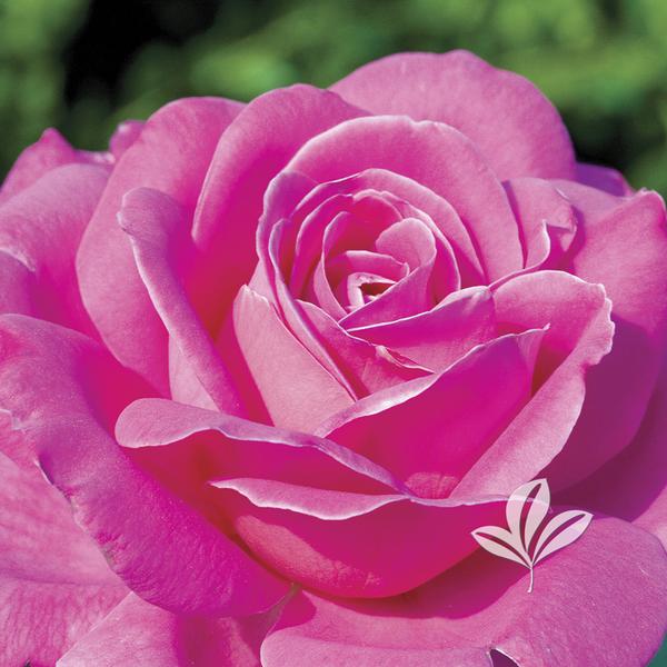 Rosa Rosa 'Pink Peace' PINK PEACE HYBRID TEA ROSE from Greenleaf Nursery