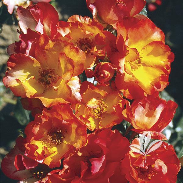 Rosa Rosa 'Playboy' PLAYBOY FLORIBUNDA ROSE from Greenleaf