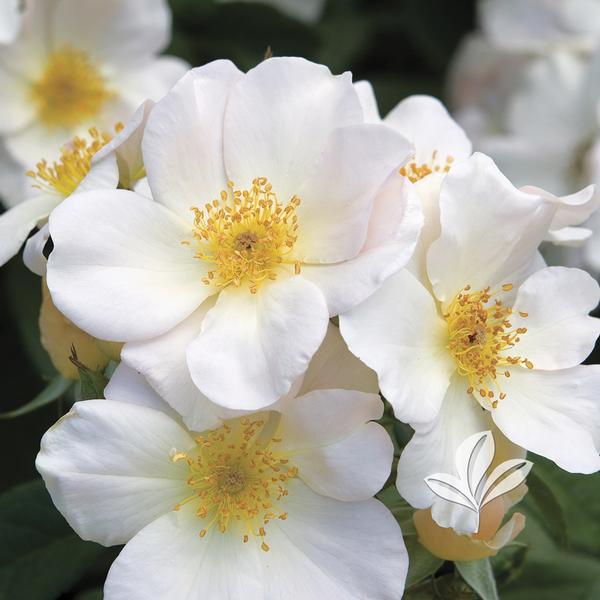 Rosa Rosa 'Sally Holmes' Sally Holmes Climbing Rose from Greenleaf Nursery