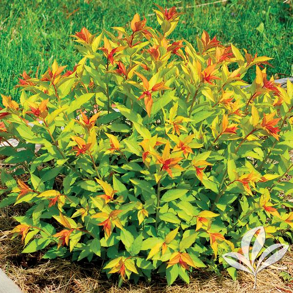Spiraea Spiraea x bumalda 'Goldflame' GOLDFLAME SPIREA from Greenleaf Nursery